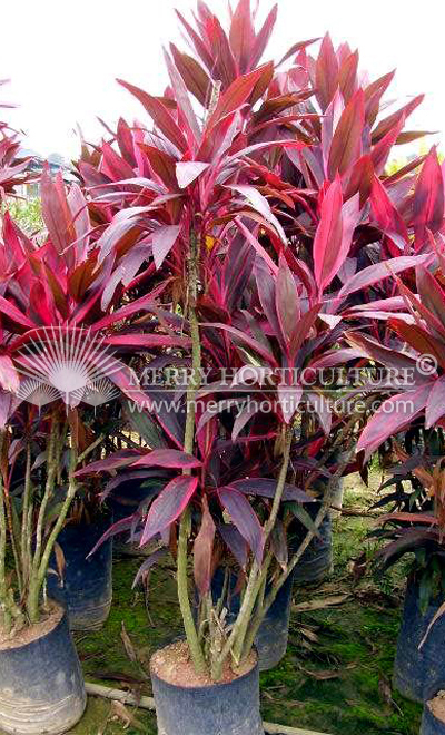 Cordyline terminalis  red